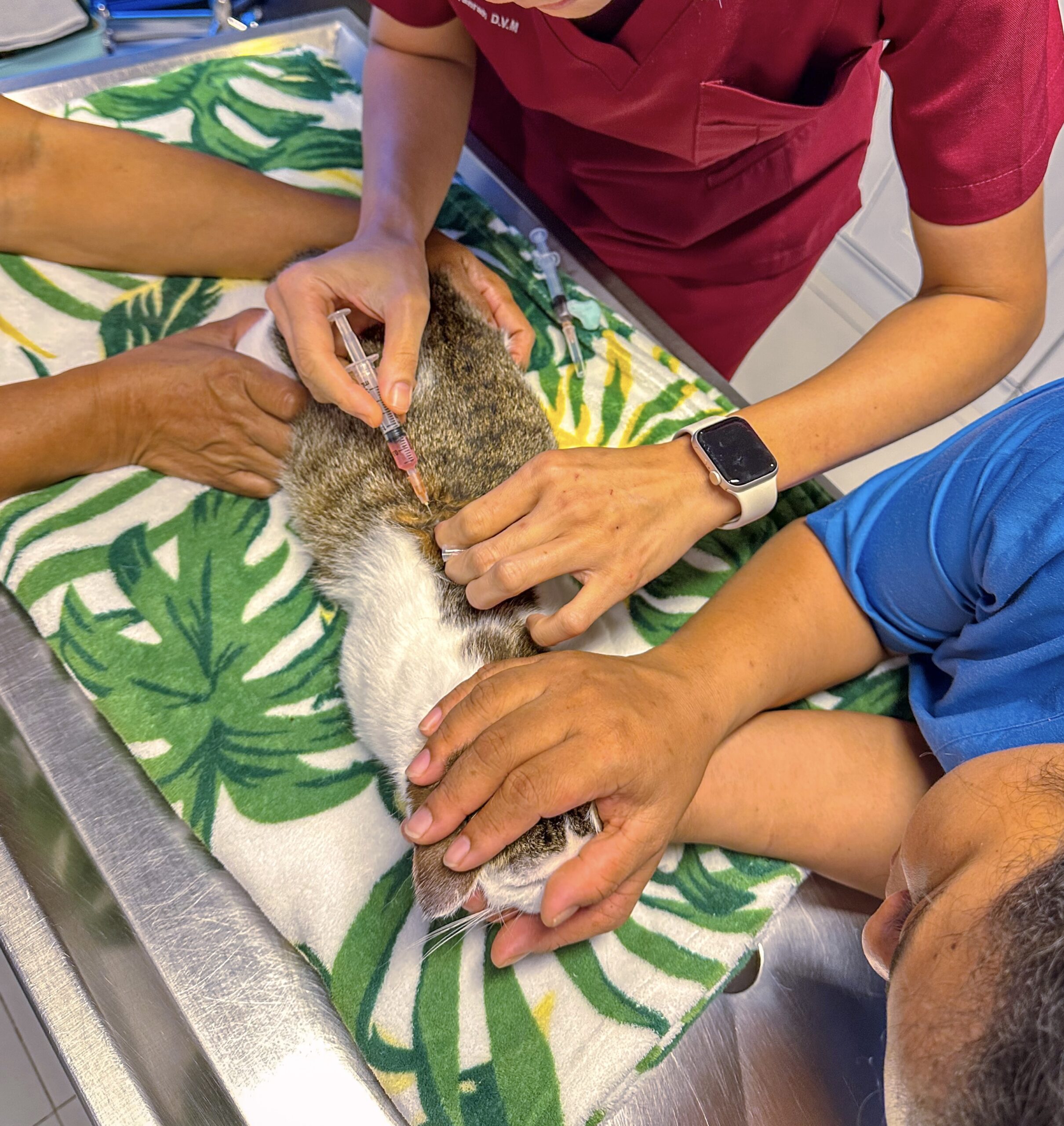 cat vaccination