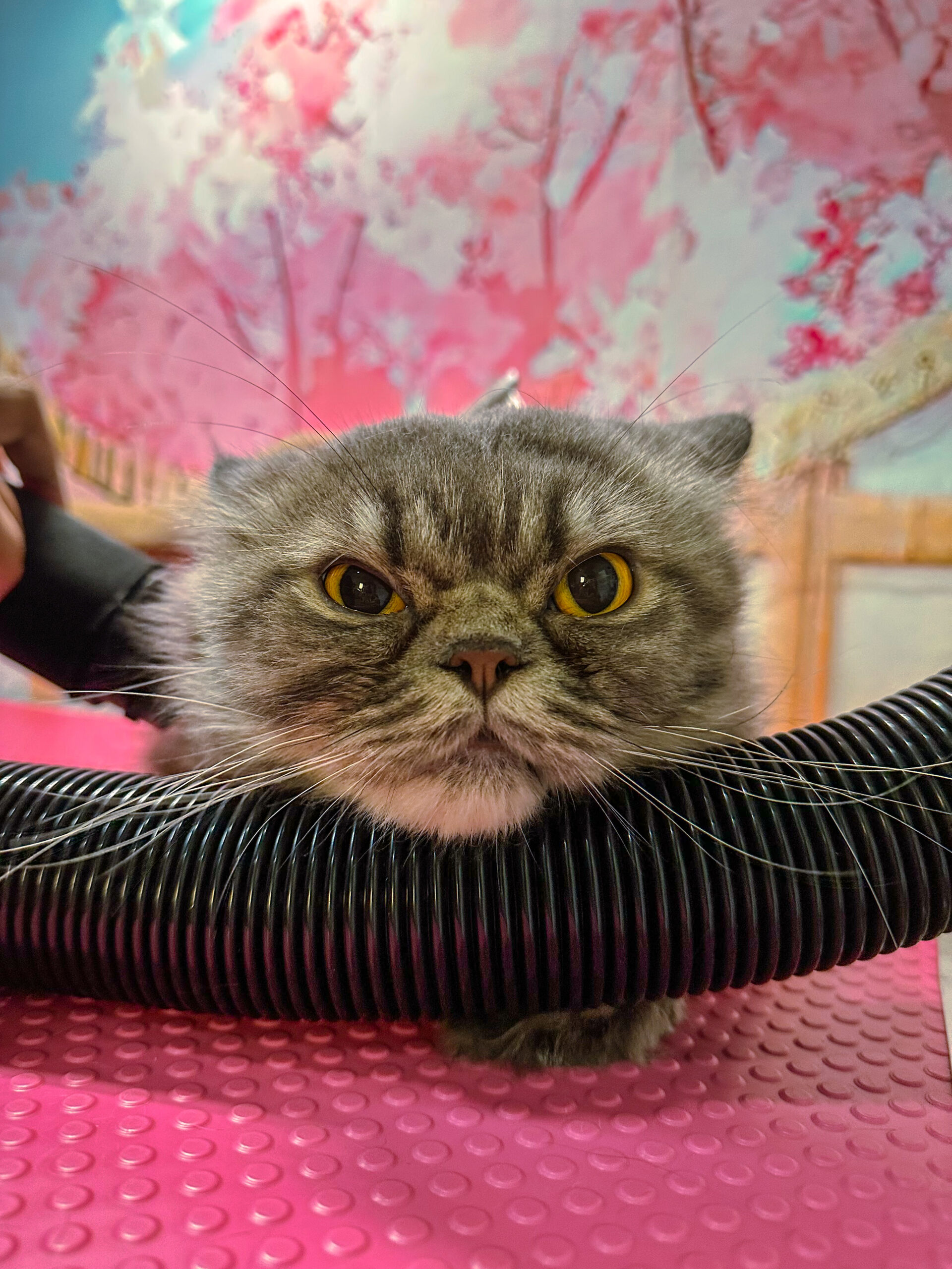 persian cat shower