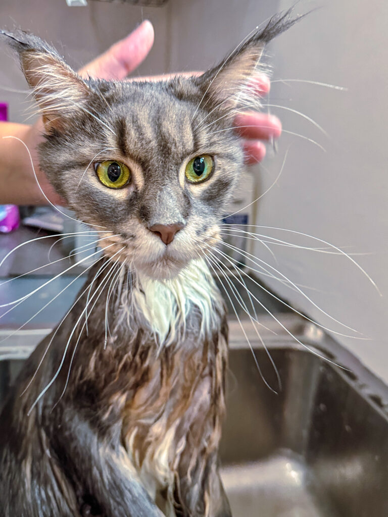 bathing your cat