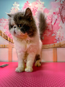 persian cat