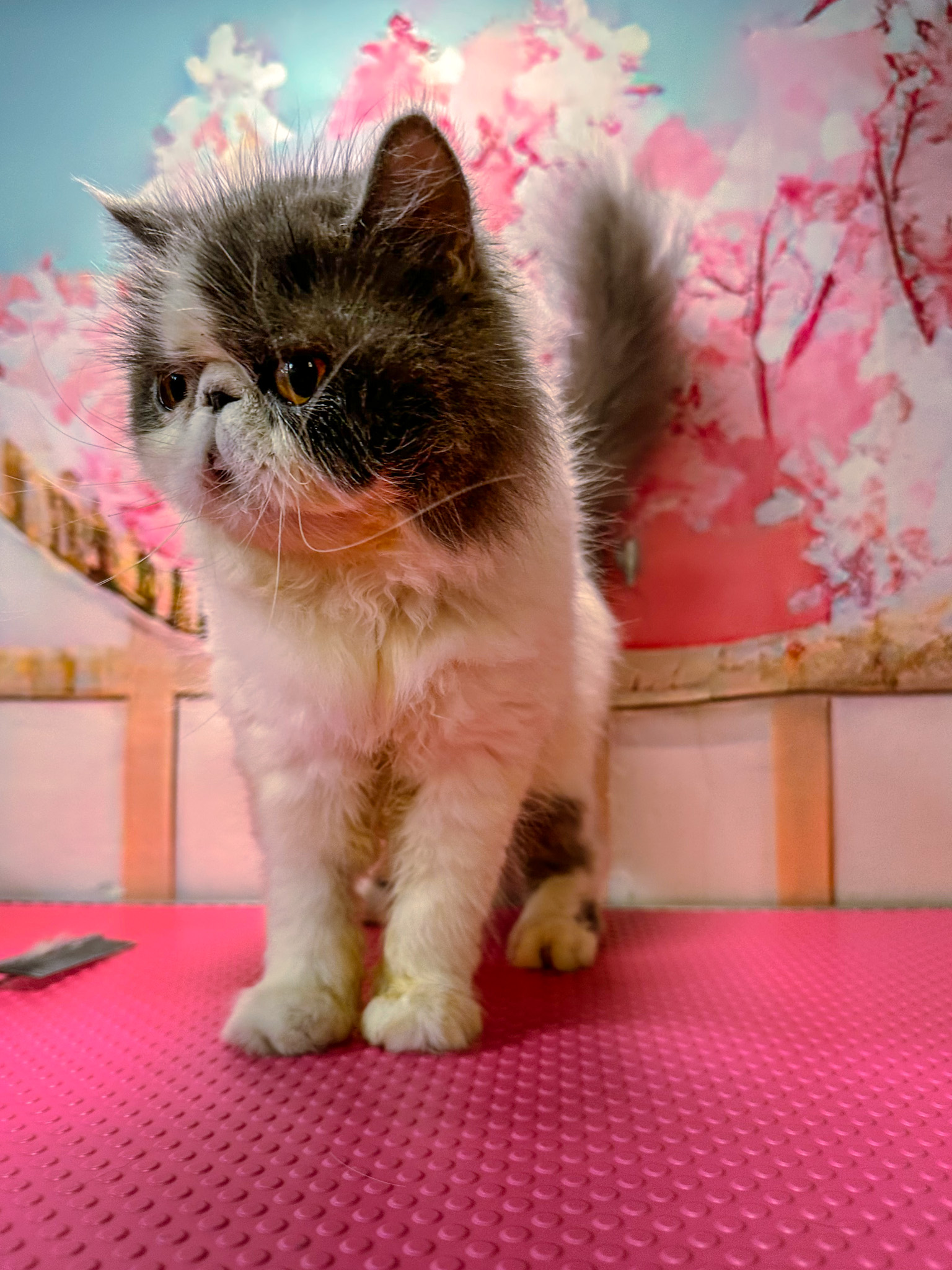 persian cat