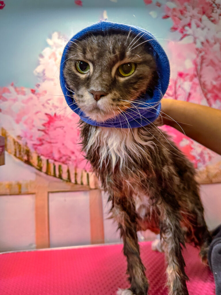 maine coon blow dry