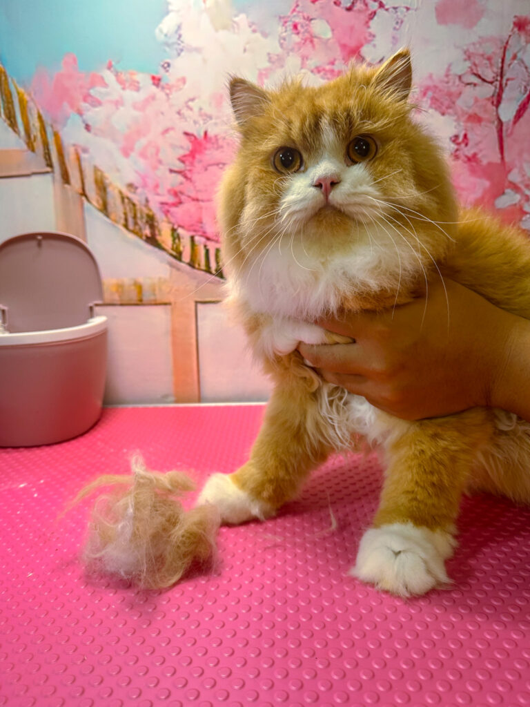 cat fur grooming
