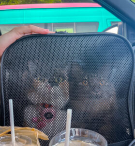 cat travel tips