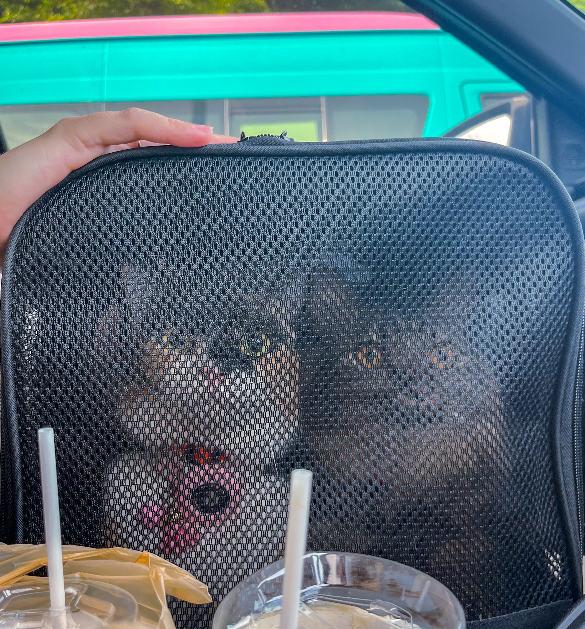 cat travel tips