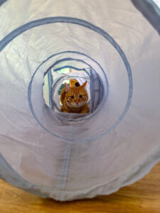 toys for cats