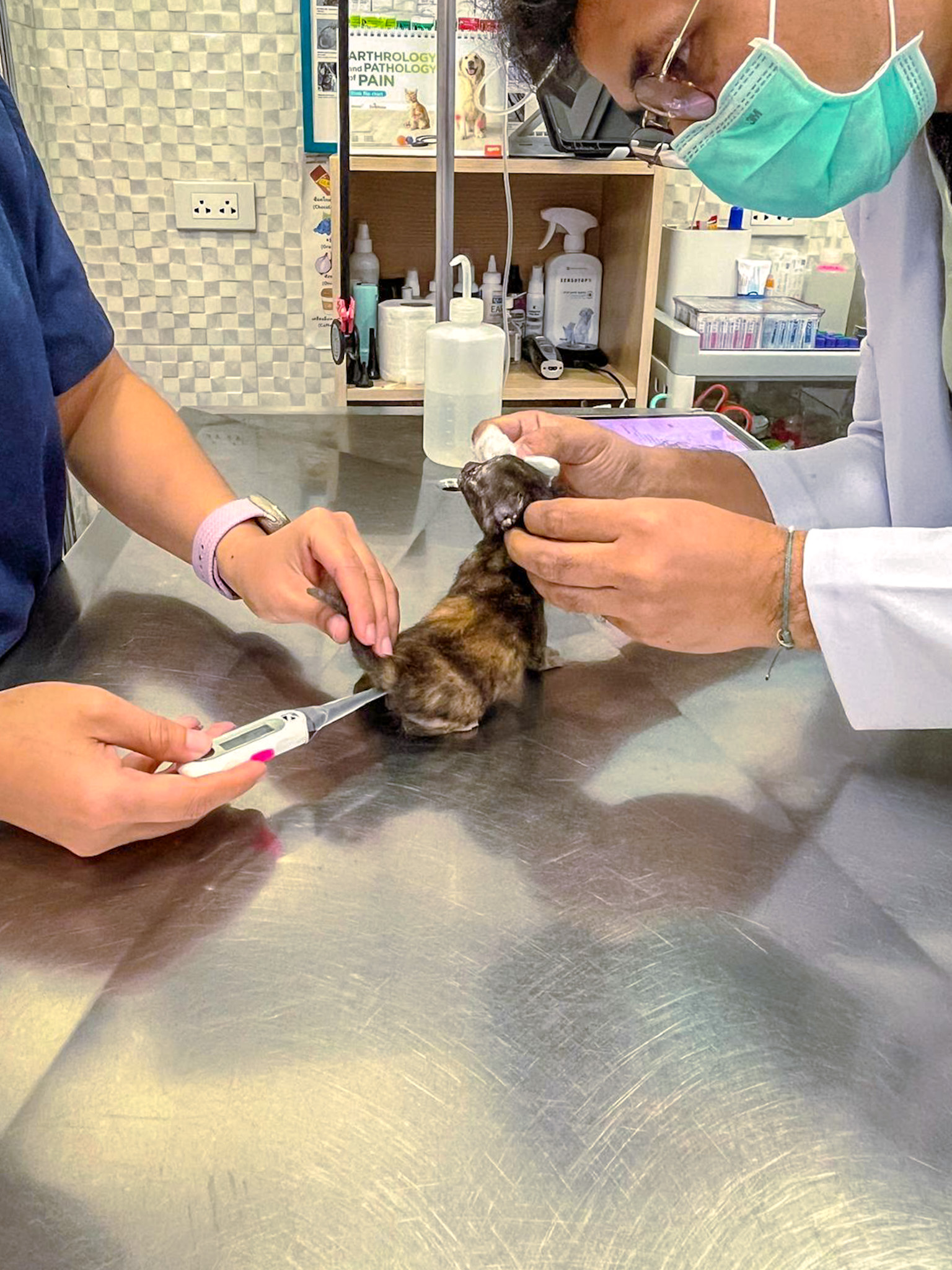 rabies vaccination for cats in Thailand