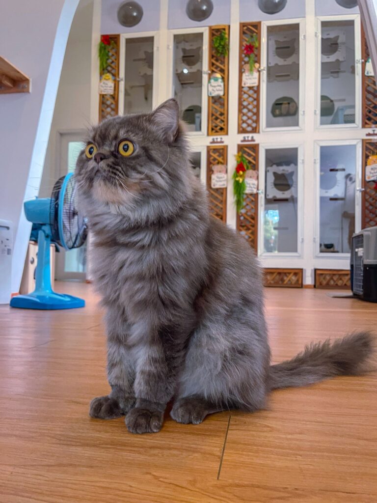 beni at lazy cat hotel and spa phuket