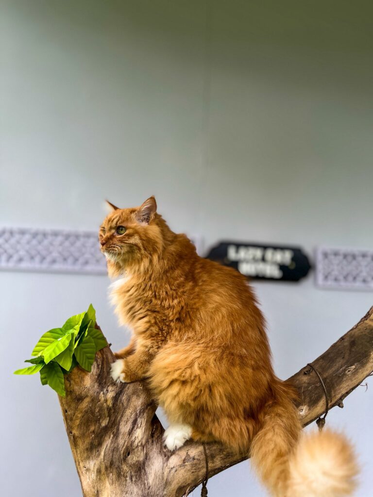 wesley at lazy cat hotel