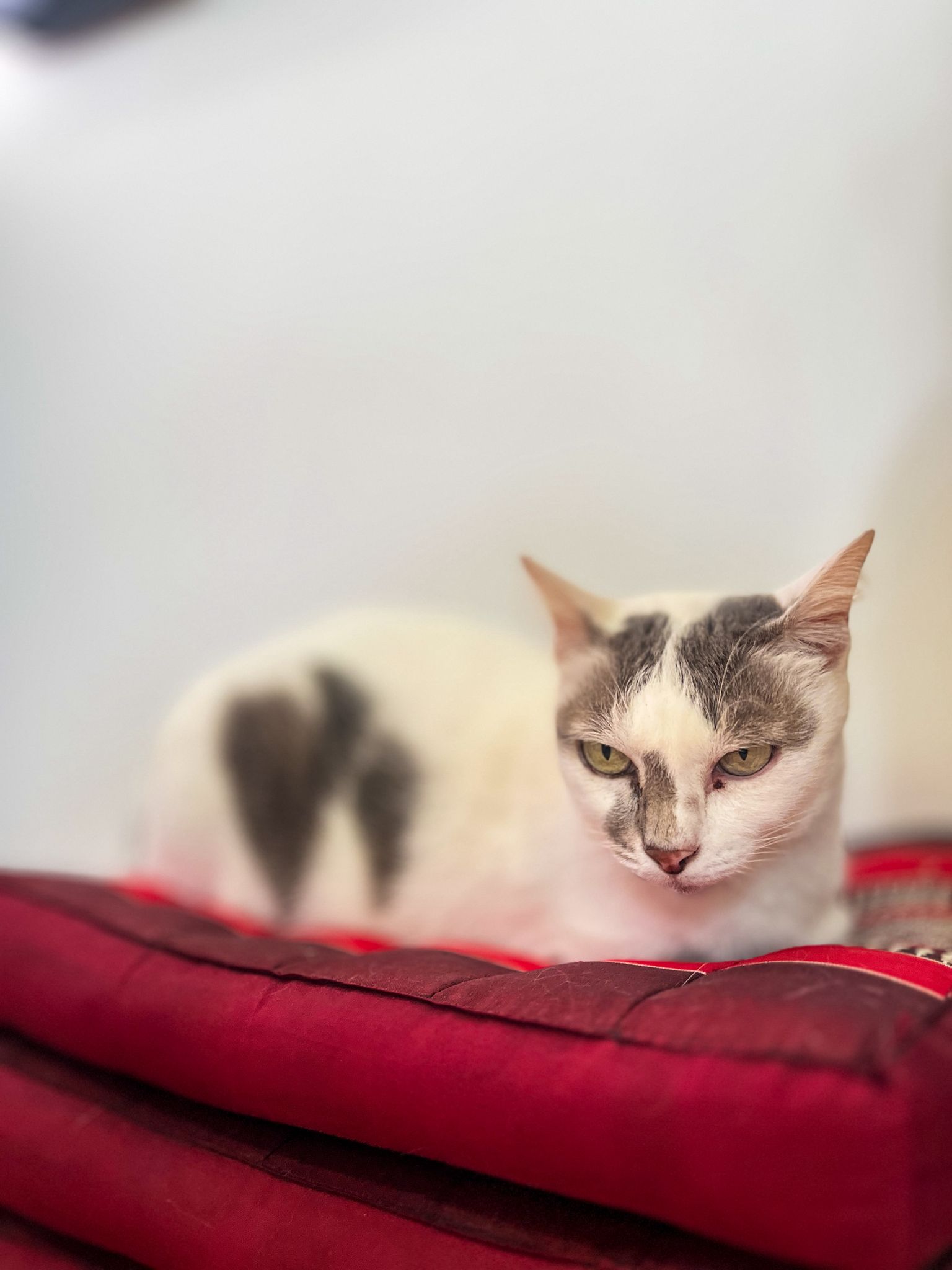 Cat Care Hot Weather Thailand