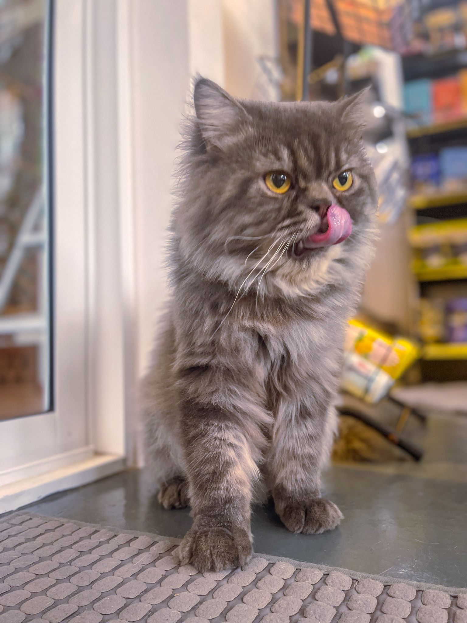 persian shorthair