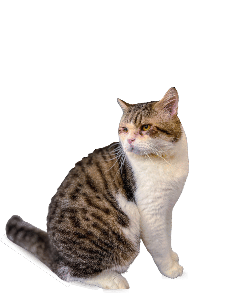 cat sitting