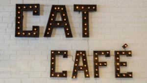 Cat cafe in phucker