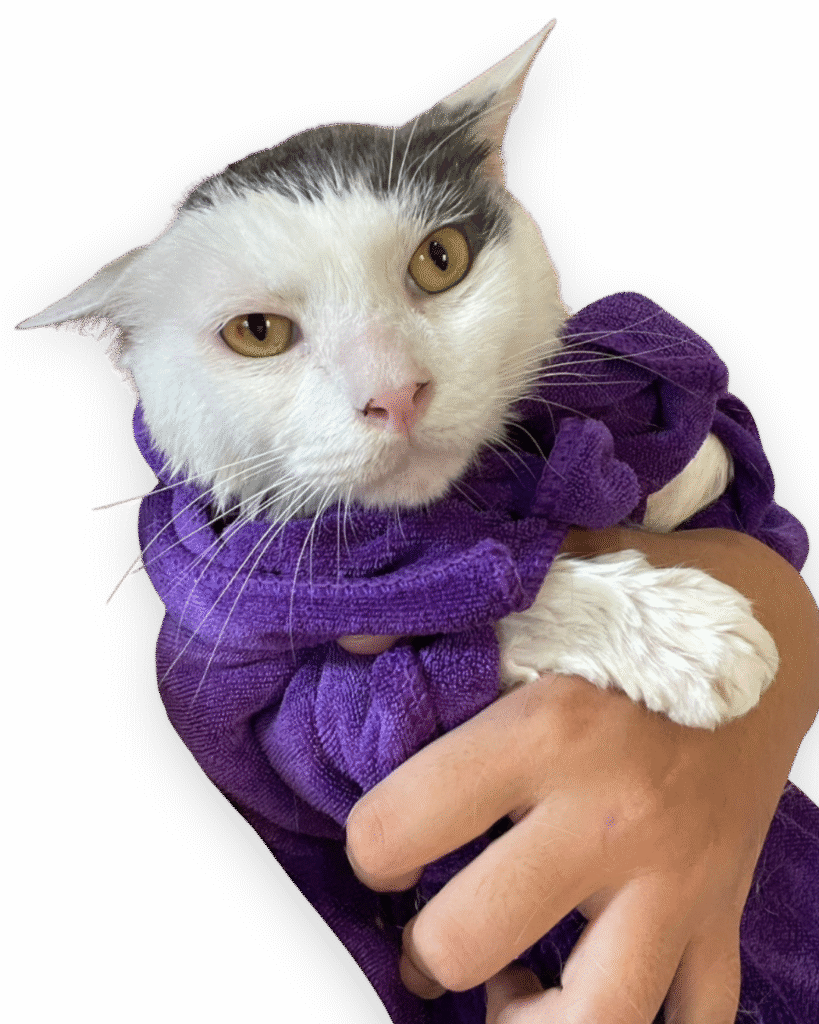 cat grooming shower