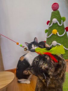 cat play