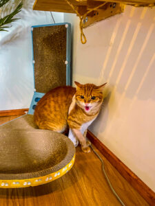 stress in cats