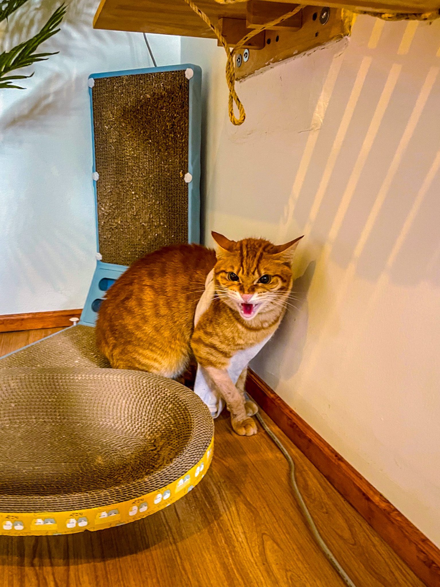 stress in cats