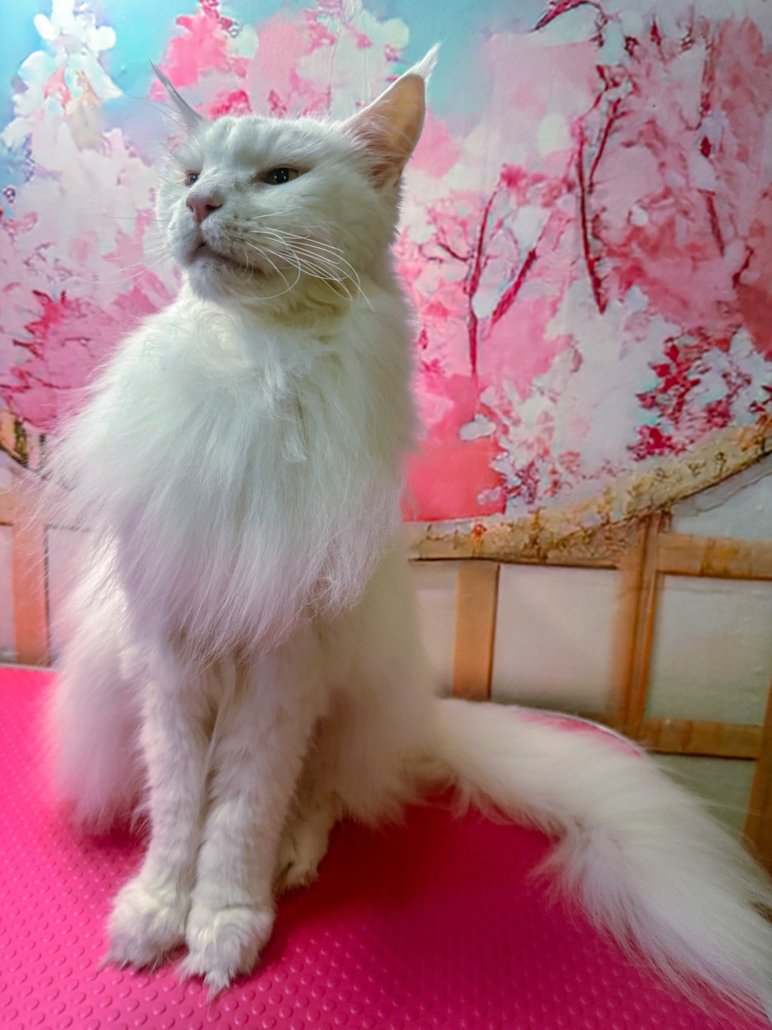 maine coon cat grooming sharman