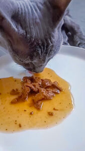 wet food for cats