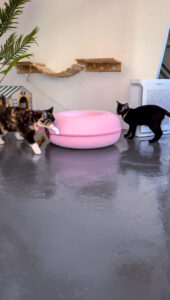 introducing new cats