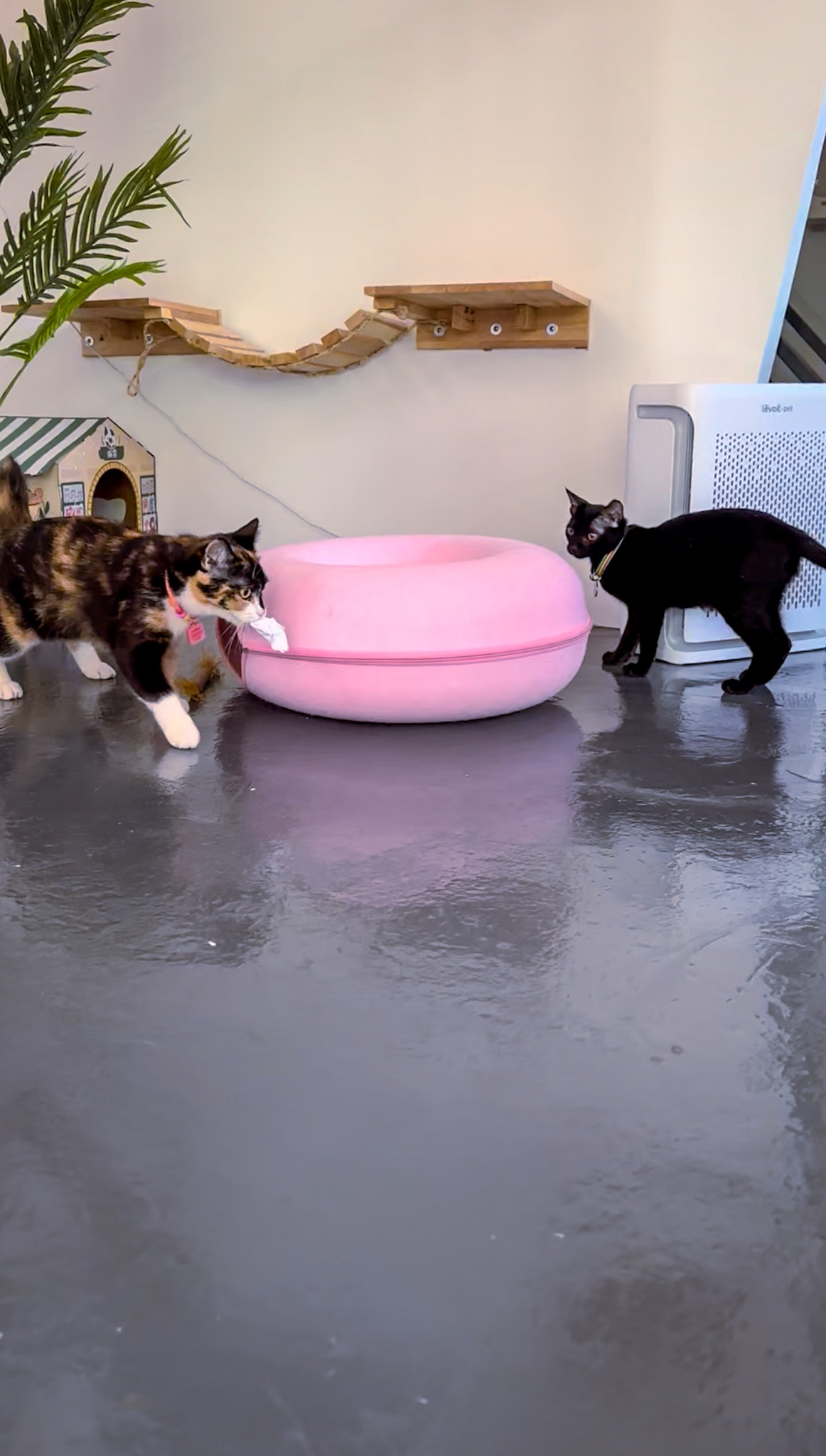 introducing new cats