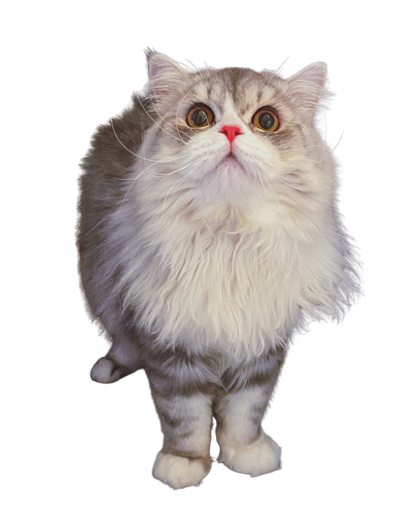 zeno the cat