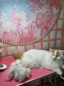 indoor cat grooming in Thailand