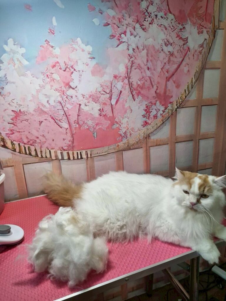 indoor cat grooming in Thailand
