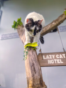 best cat hotel in Phuket