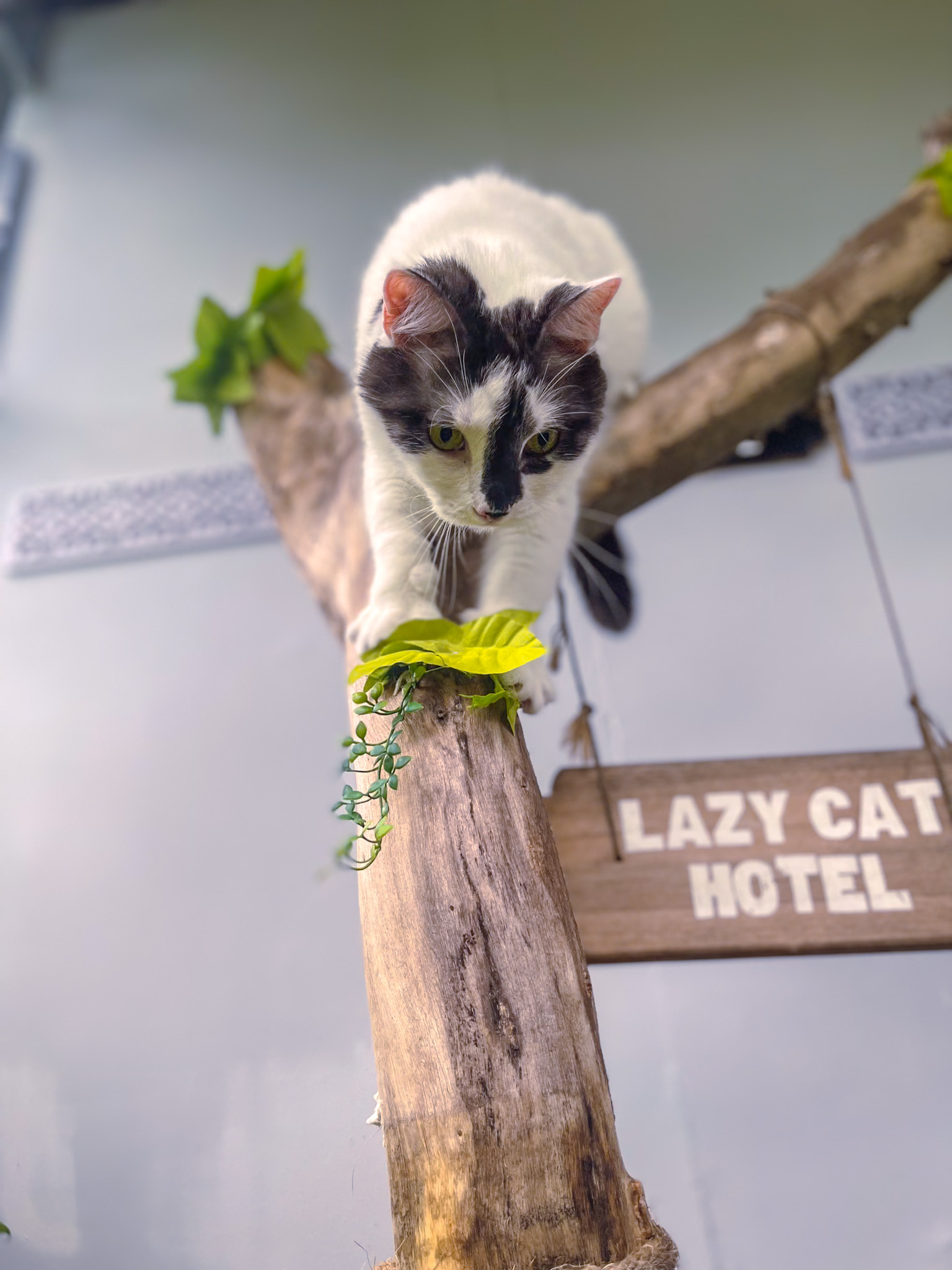 best cat hotel in Phuket