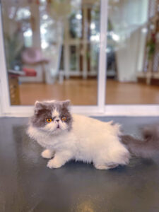 phuket pet hotel