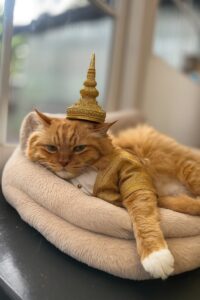 How Long Can You Leave a Cat Alone